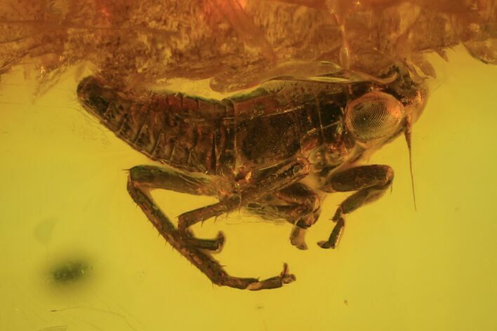 Fossil Cicada (Auchenorrhyncha) Nymph In Baltic Amber #102746